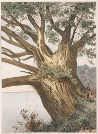 Tronc D’Arbre, de 100 pieds de cir… PACIFIC