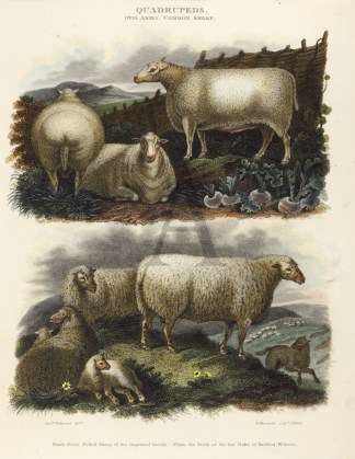 Quadrupeds. Ovis Aries. Common Sheep. General / Global