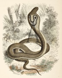 The Cobra Di Capello