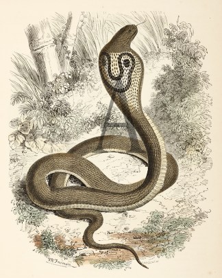 The Cobra Di Capello Reptiles & Amphibians