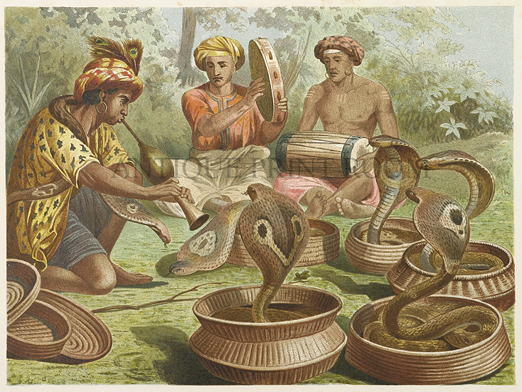 Brillenschlange (Cobra) - Antique Print from 1880