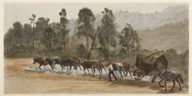 Cedar-getting on the Richmond River