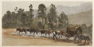 Cedar-getting on the Richmond River Australiana (General)