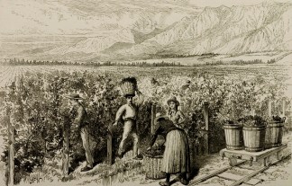 Grape Gathering in the Macul Vineyard, n… South America