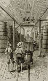 Wine Pressing at the Macul Stores Santiago Actors Wine Pressing at the Macul Stores Santiago