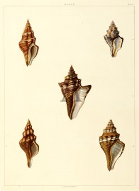 Murex species Shells, Coral, Sea plants etc