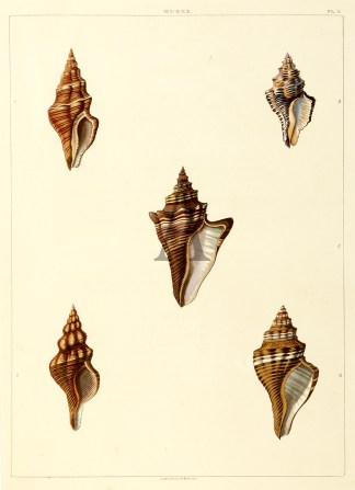 Murex species Shells & Coral