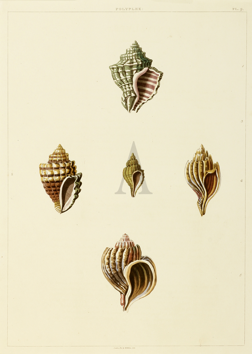 Polyplex - Antique Print from 1810