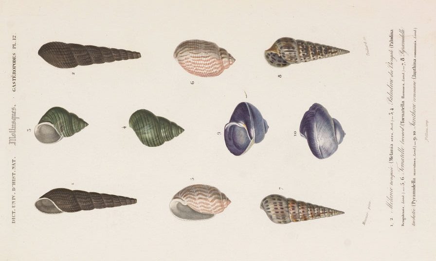 Shells - Antique Print from 1849
