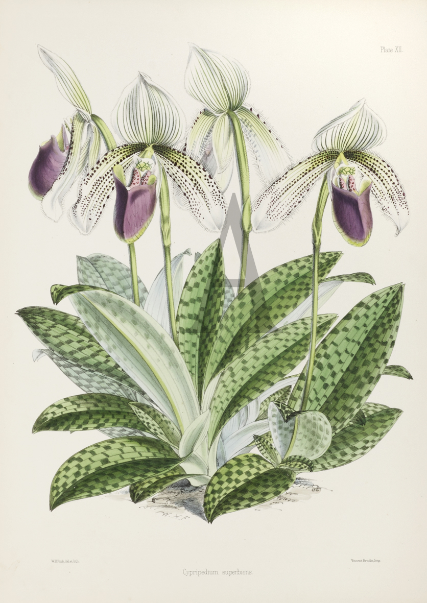 Cypripedium superbiens - Antique Print from 1865
