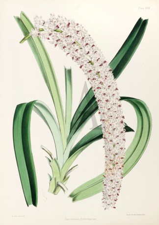 Saccolabium (Guttatum) Holfordianum General / Global