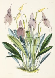 Marsdevallia Veitchiana World - Nonindigenous General Marsdevallia Veitchiana