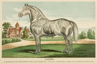 VVladimir. A fine specimen of the Perche… Equestrian