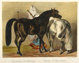 Cheveaux Orienteaux. Horses of the Orient. Equestrian