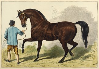 Muley Moloch Equestrian