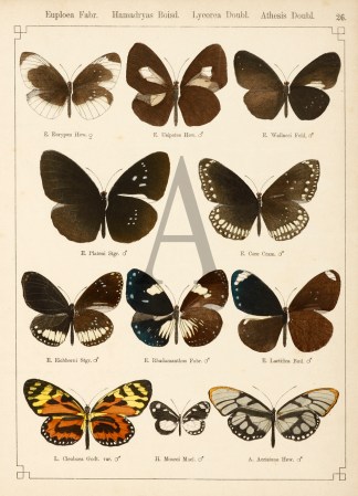 Euploea Fabr. Hamadryas Boisd. Insects & Arachnids
