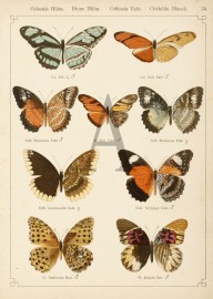 Colaenis Hubn. Dione Hubn. Cethosia Fabr. Clothilda Blanch.