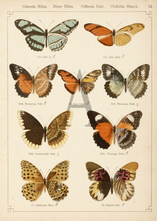 Colaenis Hubn. Dione Hubn. Cethosia Fabr… Insects & Arachnids
