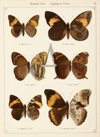 Brassolis Fabr. Opsiphanes Westw.
