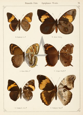 Brassolis Fabr. Opsiphanes Westw. Insects & Arachnids
