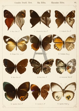 Corades Doubl. Hew. Bia Hubn. Elymnias H… ANIMALS