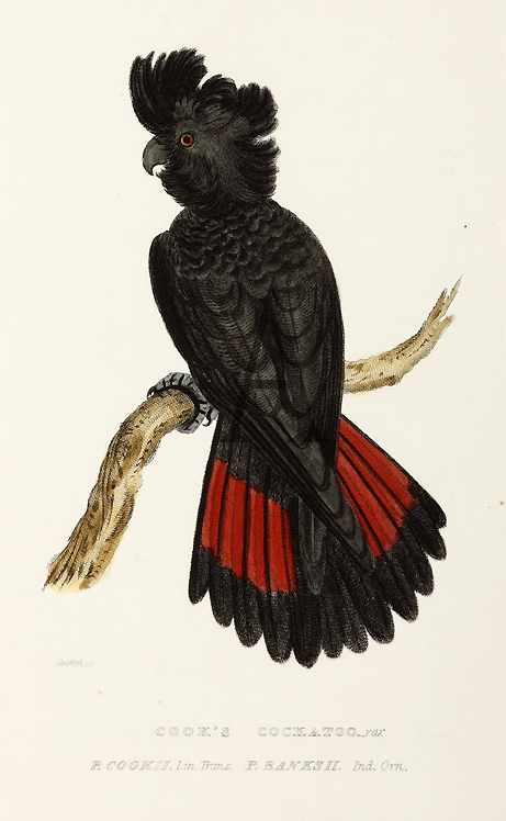 Cook's Cockatoo - Antique Print from 1829