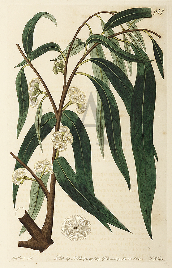Eucalyptus longifolia. - Antique Print from 1826
