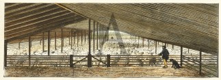 The Drying Floor in the Shearing Shed, C… Australiana (General)
