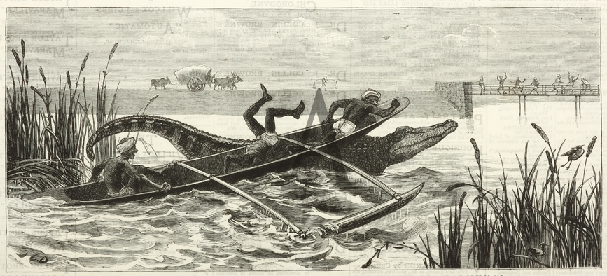 Ceylon - Hunting Alligators in the Pool near Kalmunai - Antique Print from 1881