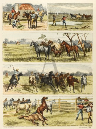 Yarding Warrigals or Wild Horses in Quee… Queensland