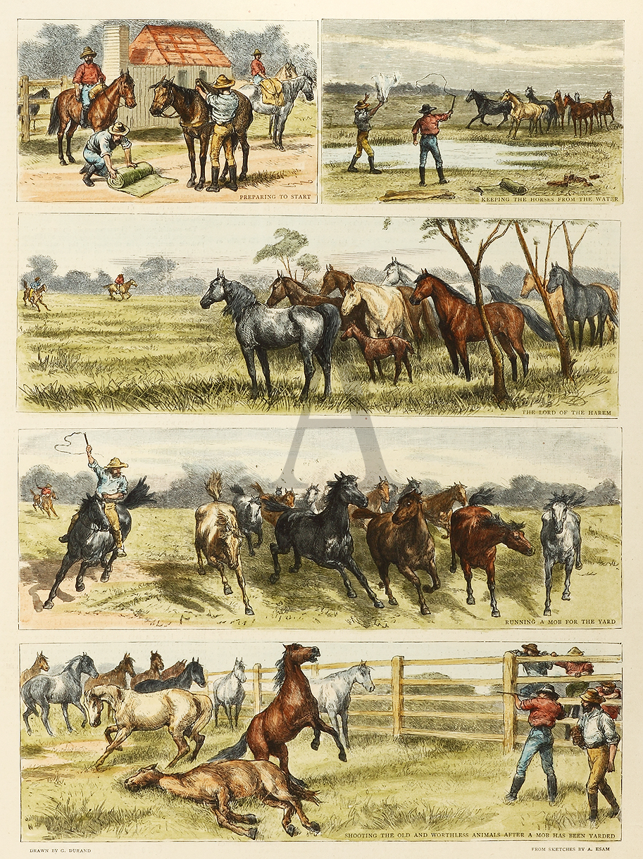 Yarding Warrigals or Wild Horses in Queensland. - Antique Print from 1896