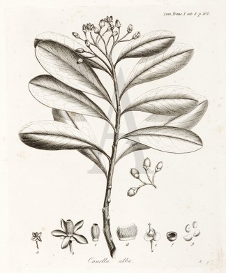 Canella Alba General / Global