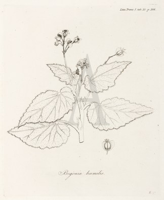 1. Begonia Humilis. 2. Begonia Tenera. BOTANICALS