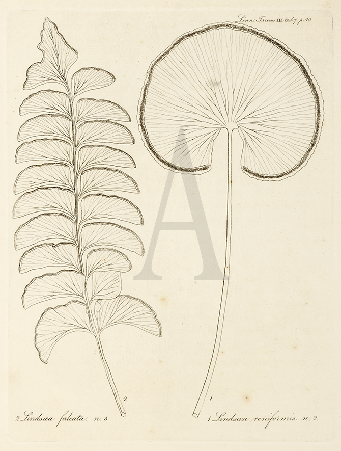 2. Lindsaea Falcata. n.3 1. Lindsaea Renifornis. n. 2 - Antique Print from 1794