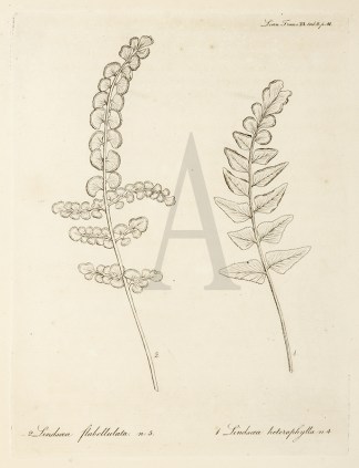 2. Lindsaea Flabellulata. n.5. 1. Lindsa… General / Global