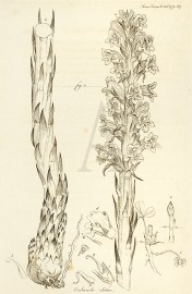 Orobanche elatior