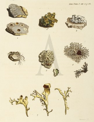 Untitled – Lichen Ten species of L… General / Global