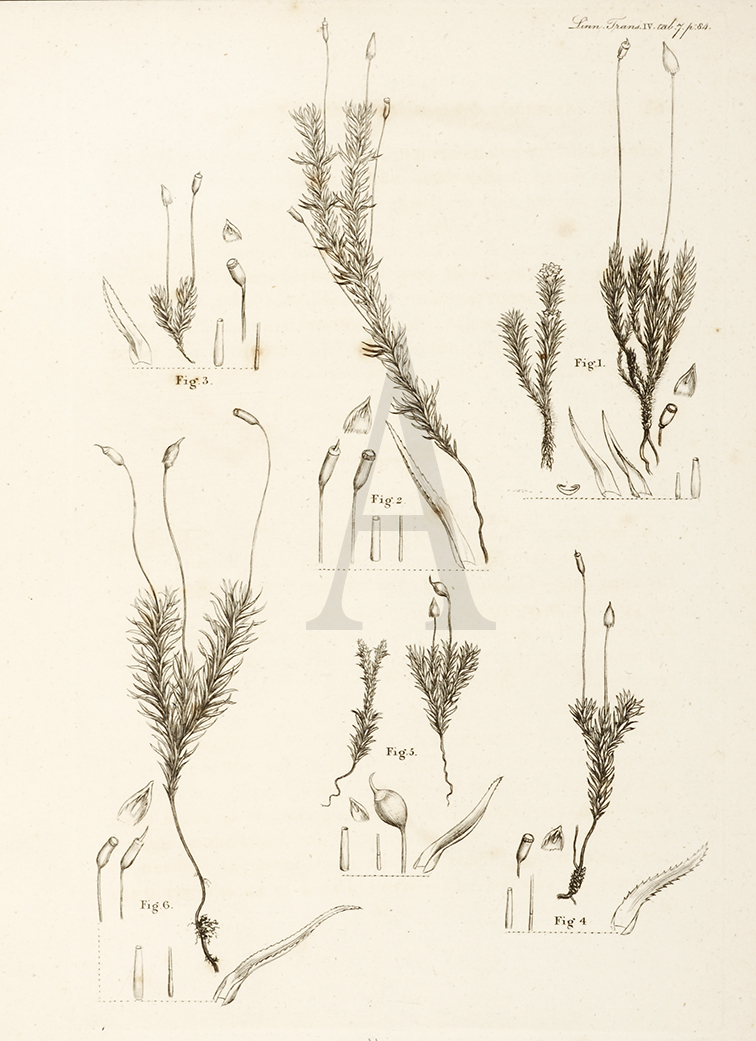 Polytrichum - Antique Print from 1795