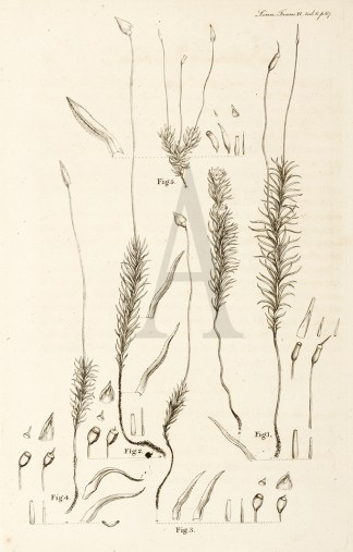 Polytrichum Tenue General / Global