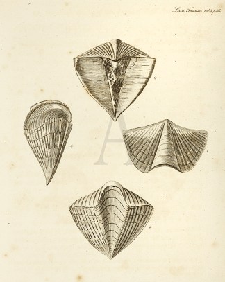 Untitled "Anomia" Shells & Coral