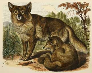 The Dingo Australian - General