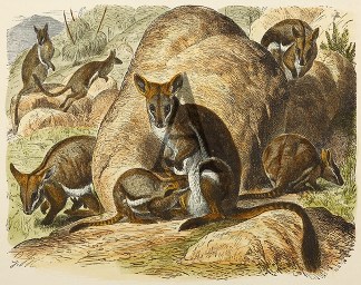 Yellow-Footed Rock Wallaby. Australian - General
