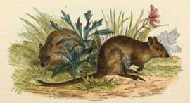Common Rat-Kangaroo.