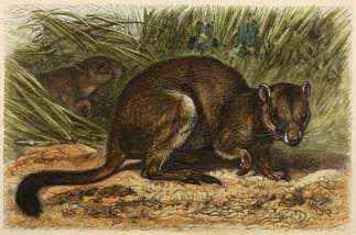 Brush-tailed Rat-Kangaroo Australian - General