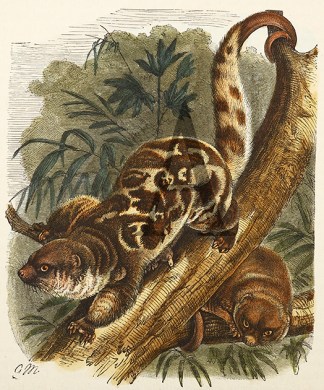 The Spotted Cuscus Australian - General