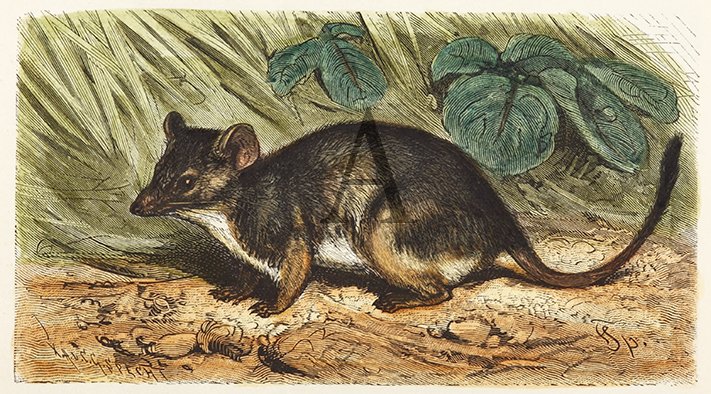 Yellow-Footed Pouched-Mouse. - Antique Print from 1896
