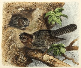 Australian Owlet Frog-Mouth Australian - Various artists