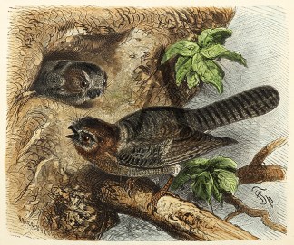 Australian Owlet Frog-Mouth Australian