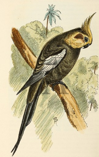 Cockatiel Australian