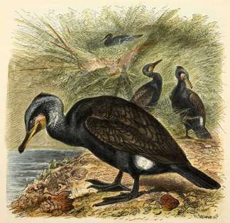 Common Cormorant. Australian